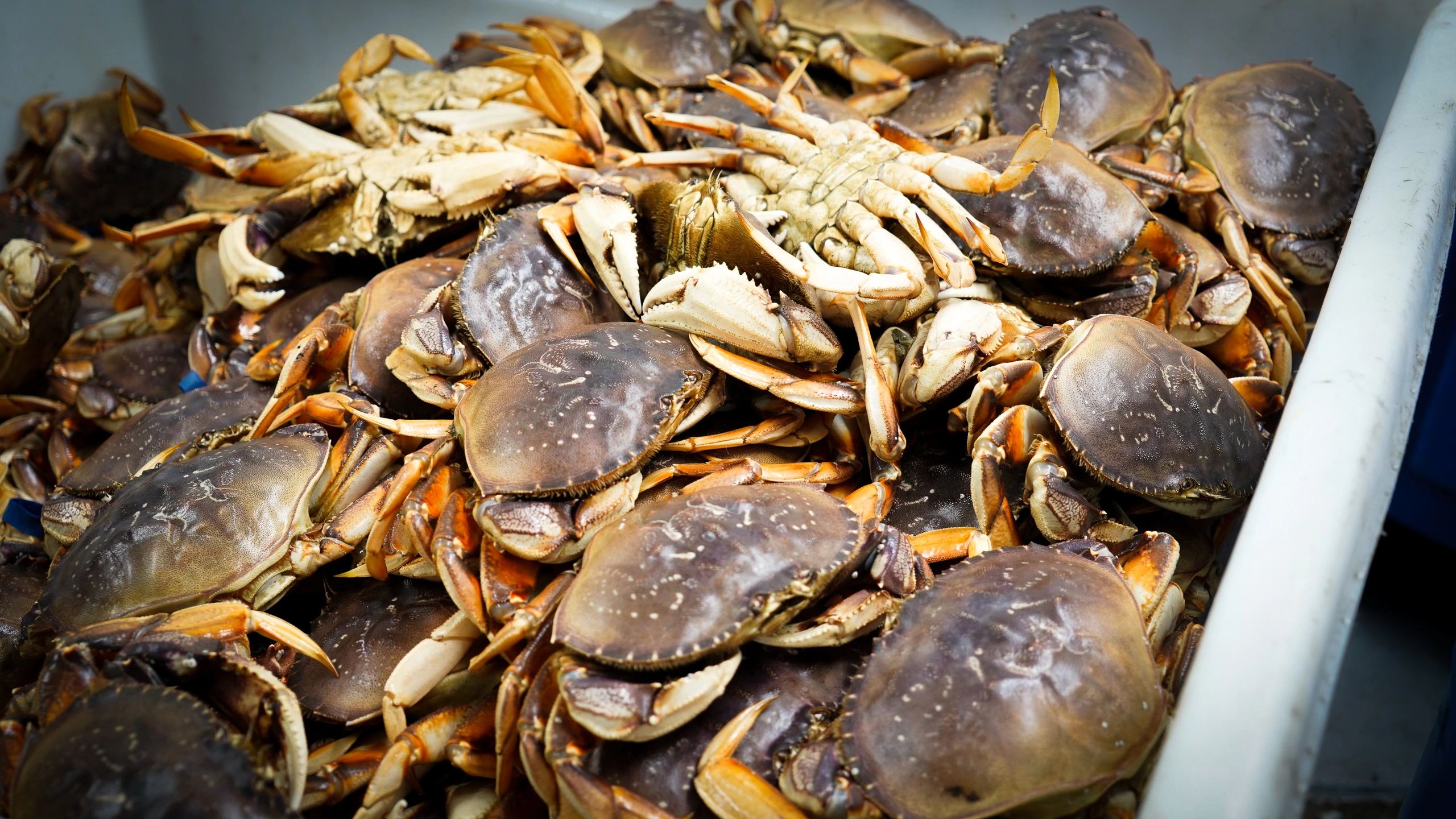 Dungeness Crab for Sale